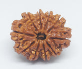 10 Mukhi Nepali Rudraksh