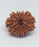 11 Mukhi Nepali Rudraksh