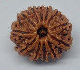 12 Mukhi Nepali Rudraksh