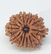 13 Mukhi Nepali Rudraksh