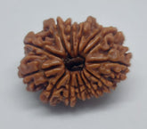 14 Mukhi Nepali Rudraksh