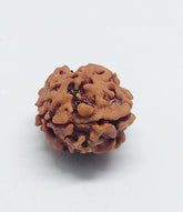 2 Mukhi Himalayan Rudraksh