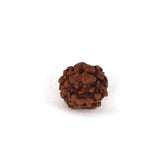 2 Mukhi Nepali Rudraksh