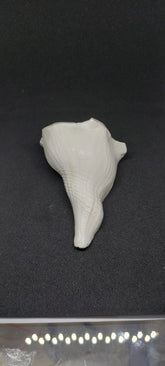 Dakshinavarti Shankh (Right-Handed Conch)
