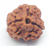 3 Mukhi Nepali Rudraksh