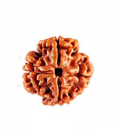 4 Mukhi Nepali Rudraksh
