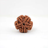 5 Mukhi Nepali Rudraksh