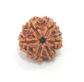 6 Mukhi Nepali Rudraksh