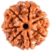 7 Mukhi Nepali Rudraksh