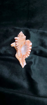 Ganesh Shankh