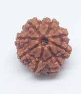 8 Mukhi Nepali Rudraksh