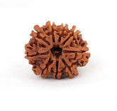 9 Mukhi Nepali Rudraksh