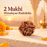 2 Mukhi Himalayan Rudraksh