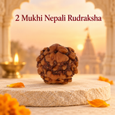 2 Mukhi Nepali Rudraksh