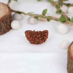 1 Mukhi Rudraksh