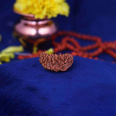 1 Mukhi Rudraksh