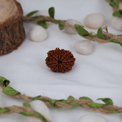 10 Mukhi Nepali Rudraksh
