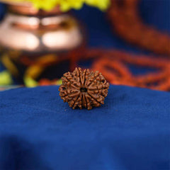 10 Mukhi Nepali Rudraksh