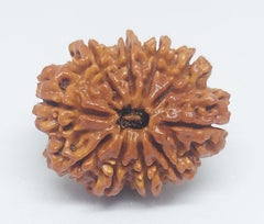 10 Mukhi Nepali Rudraksh