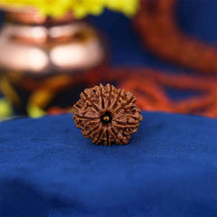 11 Mukhi Nepali Rudraksh