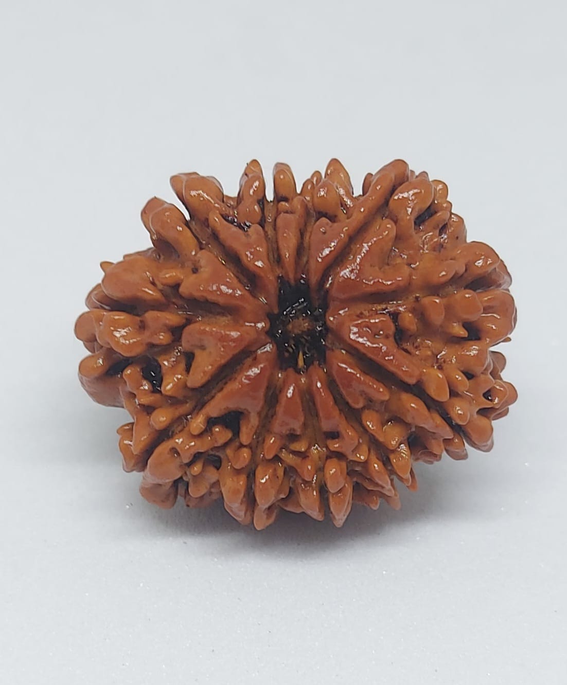 11 Mukhi Nepali Rudraksh