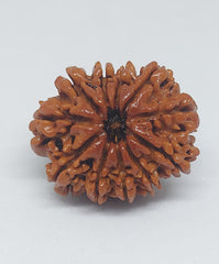 11 Mukhi Nepali Rudraksh