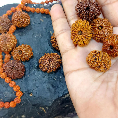 11 Mukhi Nepali Rudraksh