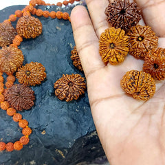 11 Mukhi Nepali Rudraksh