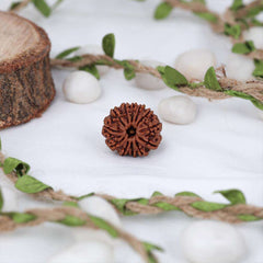 12 Mukhi Nepali Rudraksh