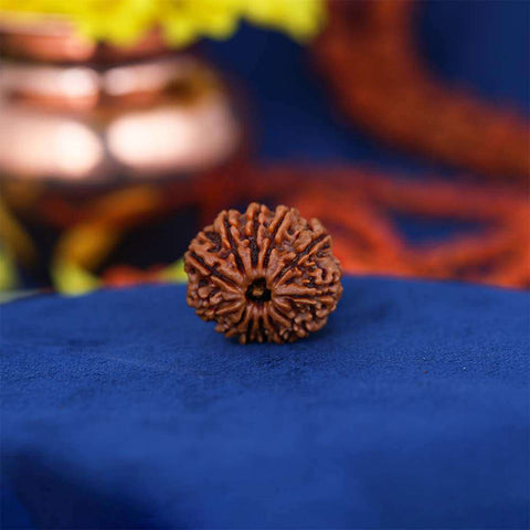 12 Mukhi Nepali Rudraksh