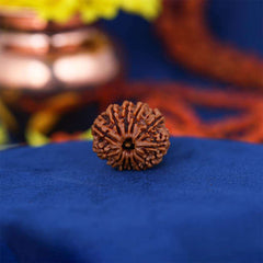 12 Mukhi Nepali Rudraksh