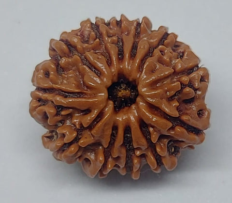 12 Mukhi Nepali Rudraksh