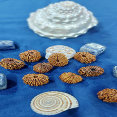 12 Mukhi Nepali Rudraksh