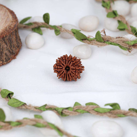 13 Mukhi Nepali Rudraksh