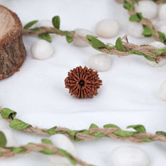 13 Mukhi Nepali Rudraksh