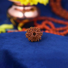 13 Mukhi Nepali Rudraksh