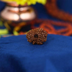 14 Mukhi Nepali Rudraksh