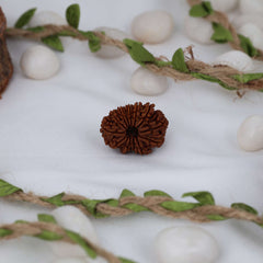 14 Mukhi Nepali Rudraksh