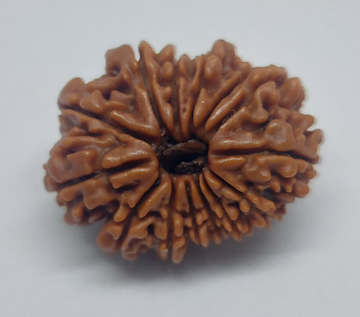 14 Mukhi Nepali Rudraksh