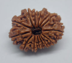 14 Mukhi Nepali Rudraksh