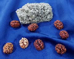 2 Mukhi Himalayan Rudraksh