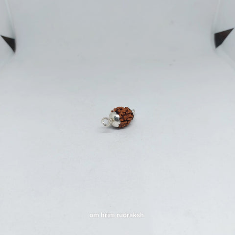 2 Mukhi Himalayan Rudraksh