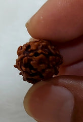 2 Mukhi Himalayan Rudraksh
