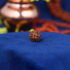 2 Mukhi Nepali Rudraksh