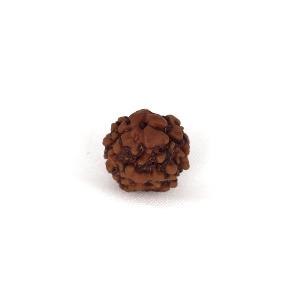 2 Mukhi Nepali Rudraksh
