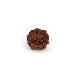 2 Mukhi Nepali Rudraksh