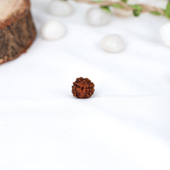 2 Mukhi Nepali Rudraksh