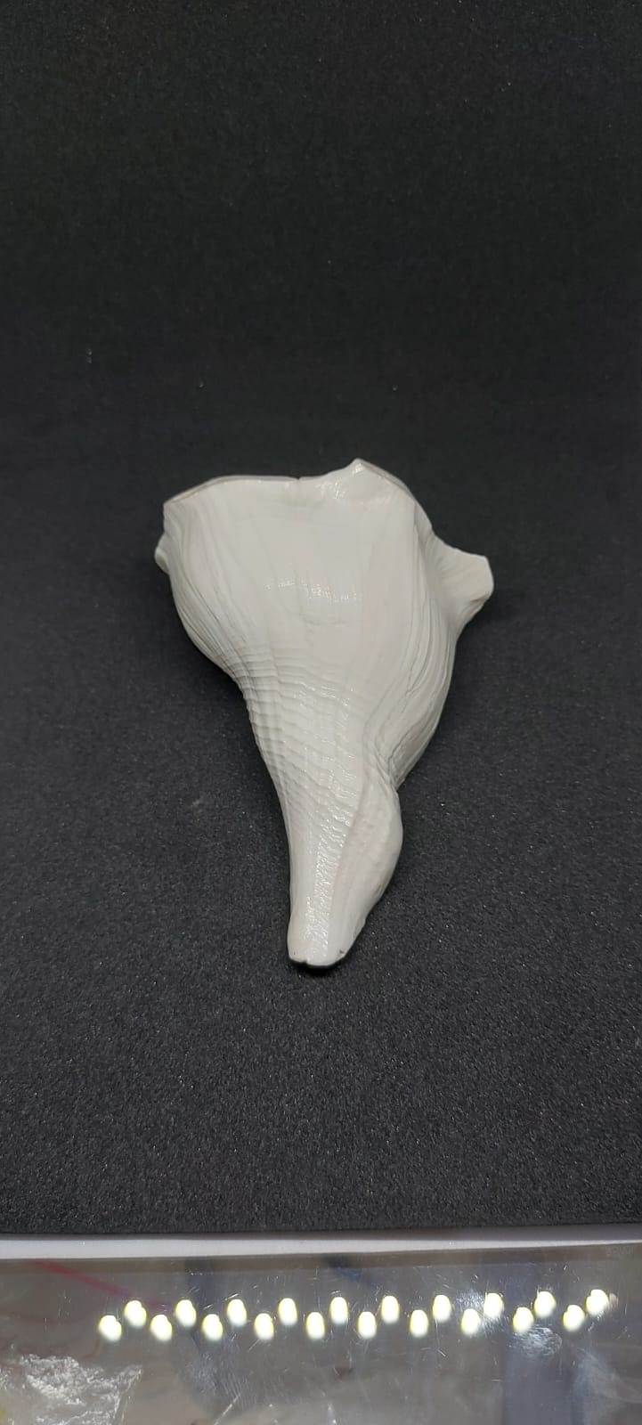 Dakshinavarti Shankh (Right-Handed Conch)