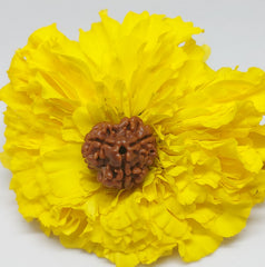 3 Mukhi Nepali Rudraksh