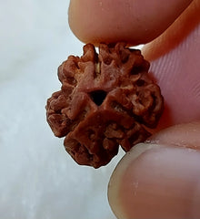 3 Mukhi Nepali Rudraksh